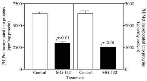 Effect of the 26S proteasome inhibitor on protein synthesis in COS …