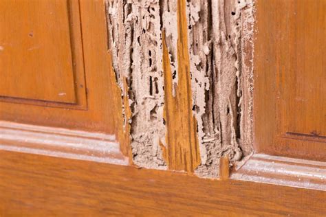 Effective Tips to Prevent Termite Damage TOPBEST