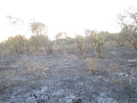 Effects des feux de brousse sur une savane préforestière de ĉote d'ivoire. - Harley davidson sportster servizio riparazione officina manuale.