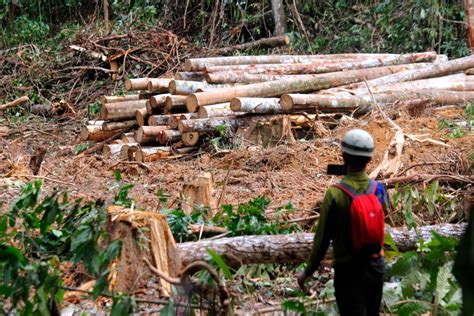 Effects of Illegal Logging