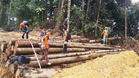 Effects of Illegal Logging