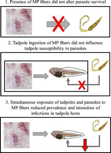 Effects of Polyester Microplastic Fiber Contamination on