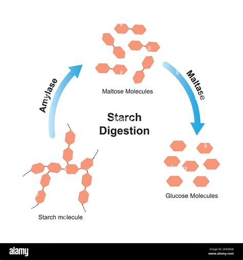 Effects of Starch, Polysaccharides, Protein and Silicate on the ...