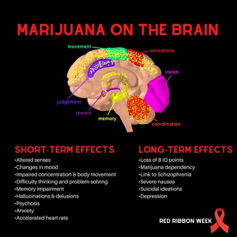 Effects of cannabis on the adolescent brain - PubMed