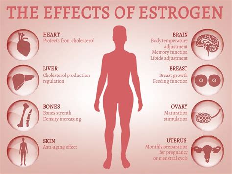 Effects of estradiol and progesterone on the increased ... - PubMed