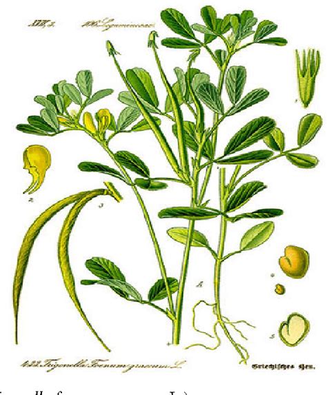 Effects of fenugreek (Trigonella foenum graecum) on gilthead