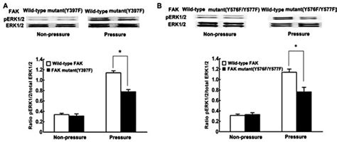 Effects of prevention of FAK-Tyr397 or FAK-Tyr576/577 …