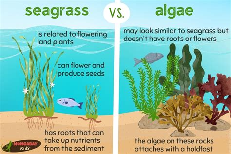 Effects of seagrasses and algae of the - Springer