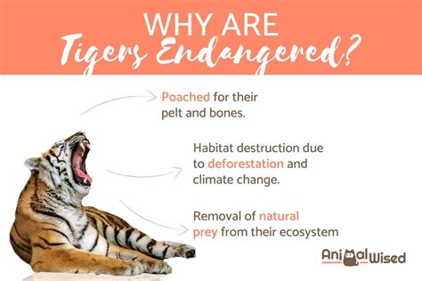 Effects of tiger