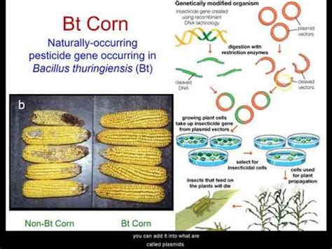 Efficacy of Bacillus thuringiensis (Bt) maize ... - ScienceDirect