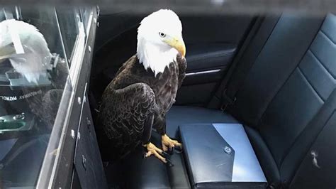 Efforts underway to save bald eagle struck on Baltimore highway