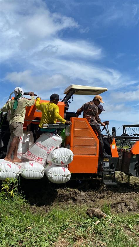 Efisiensi panen padi dengan combine harvester