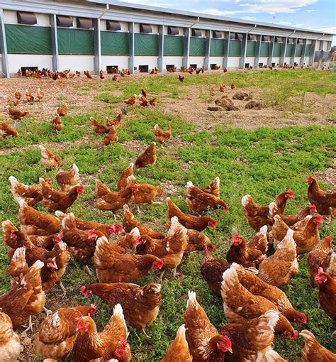 Egg farm. From Our Family to Yours... · It all begins and ends with eggs · Sustainability · Proudly part of the Eggland's Best® Family! 