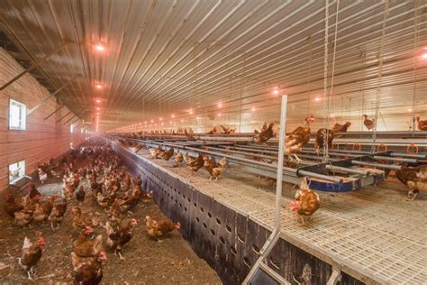 Egg farm near me. Farmers know best. Meet some of our Ontario egg farmer partners and the other experts who make sure that only the best practices are followed when it comes to egg farming in Ontario. Ontario egg farmers depend on us to get their eggs to you, safely and quickly – usually within 4 to 7 days. Explore what we do and how we do it. 