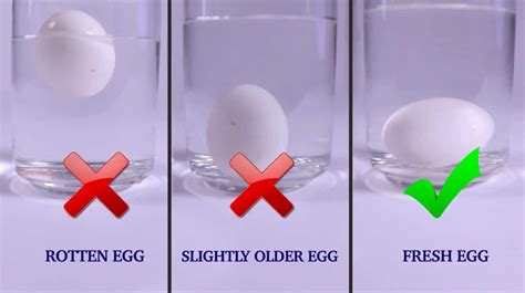 Egg float test. Things To Know About Egg float test. 