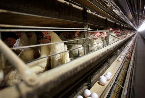 Egg giants conspired on price fixing, jury finds