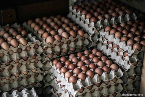 Egg producer reports 718% increase in profit