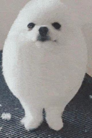 Eggdog Meme Dog GIF - Eggdog Meme Dog Funny - Discover