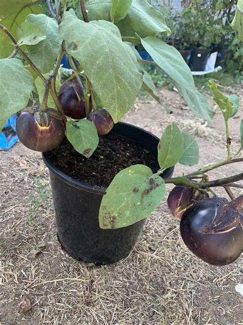 Eggplant - rareseeds.com