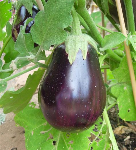 Eggplant ne demek