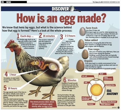 Eggs: From Hen to Home (Grades K-2) - agclassroom.org