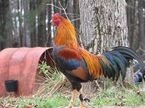 Eggs - Chandler Gamefowl Farm