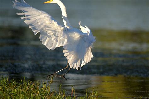 Egrets landing. Things To Know About Egrets landing. 