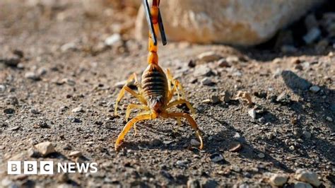 Egypt: Hundreds stung by scorpions after deadly floods in Aswan