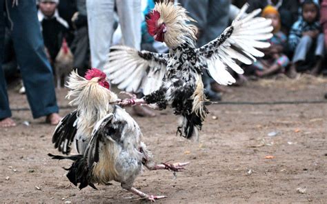 Egyptian fighting chickens. Citing a June 2019 study done by Penn State University researchers, virus-resilient genes in Fayoumi and Leghorn chicken breeds were identified. Scientists have discovered a set of genes, expressed in … 