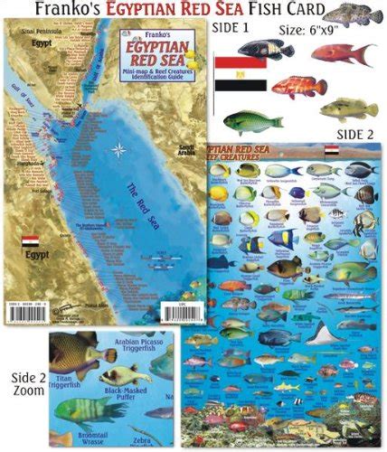 Egyptian red sea reef creatures guide franko maps laminated fish. - Le nouveau testament de notre seigneur jésus-christ.