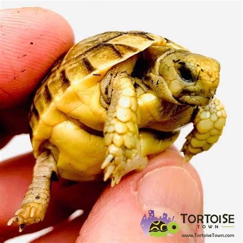 Egyptian tortoise for sale. The Egyptian tortoise is protected in Egypt, and it is considered to be a high risk animal by the Convention On International Trade In Endangered Species. The only way to legally get one of these … 