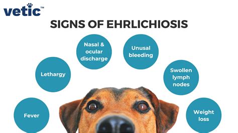 Ehrlichiosis in Dogs - PetPlace