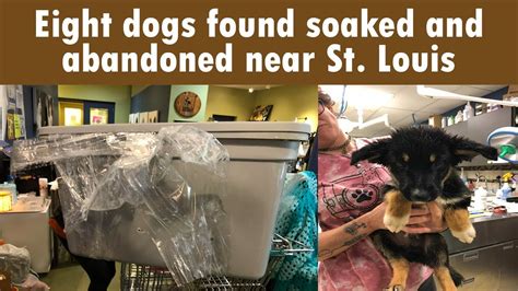 Eight dogs found soaked and abandoned near St. Louis