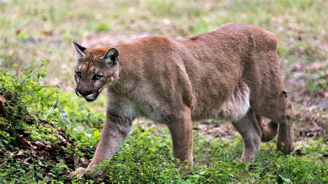 Eighth endangered Florida panther struck and killed by vehicle this year, wildlife officials say