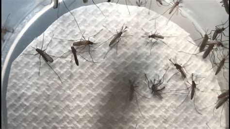 Eighth mosquito trap tests positive for West Nile in Williamson County
