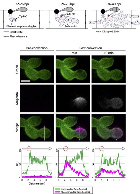 Short- and long-distance transportation of small RNAs in plants and fungi. (a) Cell-to-cell movement in plants: 1, naked small RNAs, small RNAs bound to RNA-binding proteins (RBP), and small RNAs enclosed in vesicles can move from cell to cell through spaces between the plant plasma membrane (PM) and desmotubule (DM); 2, small …