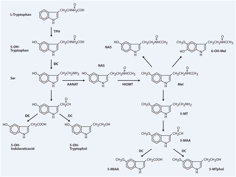 Einfluss von Melatonin auf die Physiologie des Haares