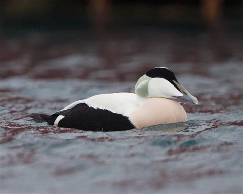 Ejder Halı ve Koltuk Yıkama