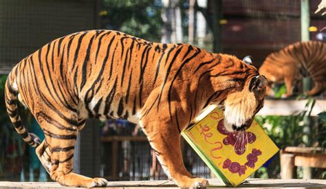 Eko the Malayan tiger born in Arkansas, raised in Seattle, …