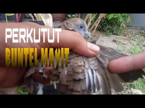Ekor sapi buntel mayit. 41K subscribers Subscribe PERKUTUT LOKAL JAVA Eko...
