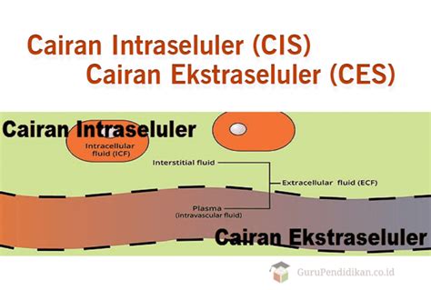 Ekstraseluler Dan Intraseluler