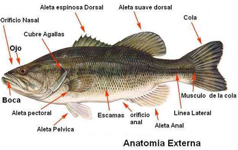 El Pescado en Español: Una Guía Completa