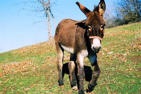 El burro. Things To Know About El burro. 