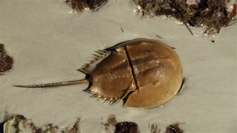 El cangrejo bayoneta/horseshoe crabs (animales acorazadosmusty crusty animals). - Manuale di servizio stihl pro 026.