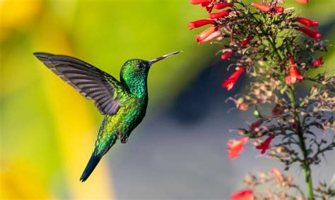 El colibri. El colibrí es un ave nectarívora, esto quiere decir que se alimenta únicamente de néctar de las flores. Las grandes cantidades de azúcares naturales, como fructuosa y sacarosa, agua y minerales, son esenciales para los colibríes en su agitada vida cotidiana, por lo que la alimentación del colibrí es esta. 