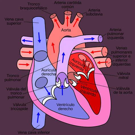 El corazon. El corazón (del latín cor) es el órgano principal del aparato circulatorio humano. [1] Es un órgano muscular hueco, de paredes gruesas y contráctiles, que funciona como una bomba impulsando la sangre a través de las arterias para distribuirla por todo el cuerpo. Está situado en el centro de la cavidad torácica, entre el pulmón derecho y el pulmón izquierdo. 