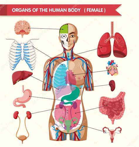 El cuerpo humano/ the human body. - A story worth telling your field guide to living an.