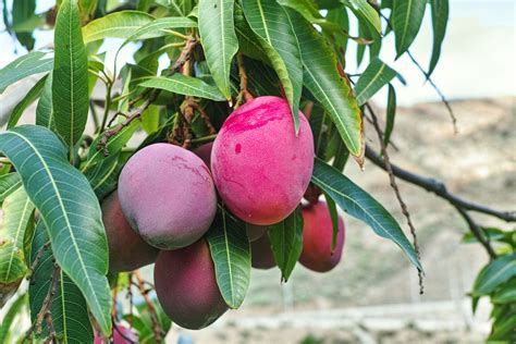 El cultivo del mango (mangifera indica l. - Miladys guide to lymph drainage massage.