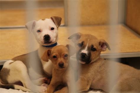 El dorado animal shelter. Things To Know About El dorado animal shelter. 
