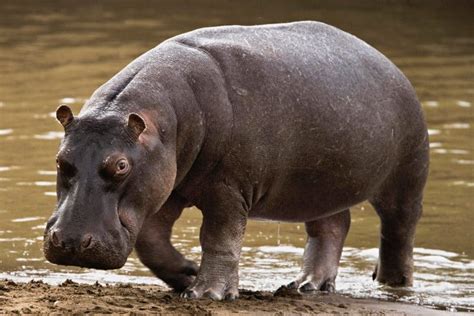 El hipopotamo / hippoptamus (animales del zoologico). - Les exclus du système français de bourses.